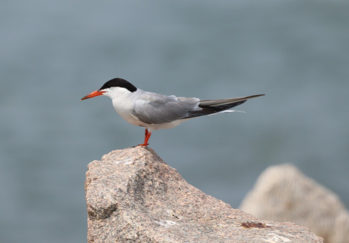 Common Tern - S D