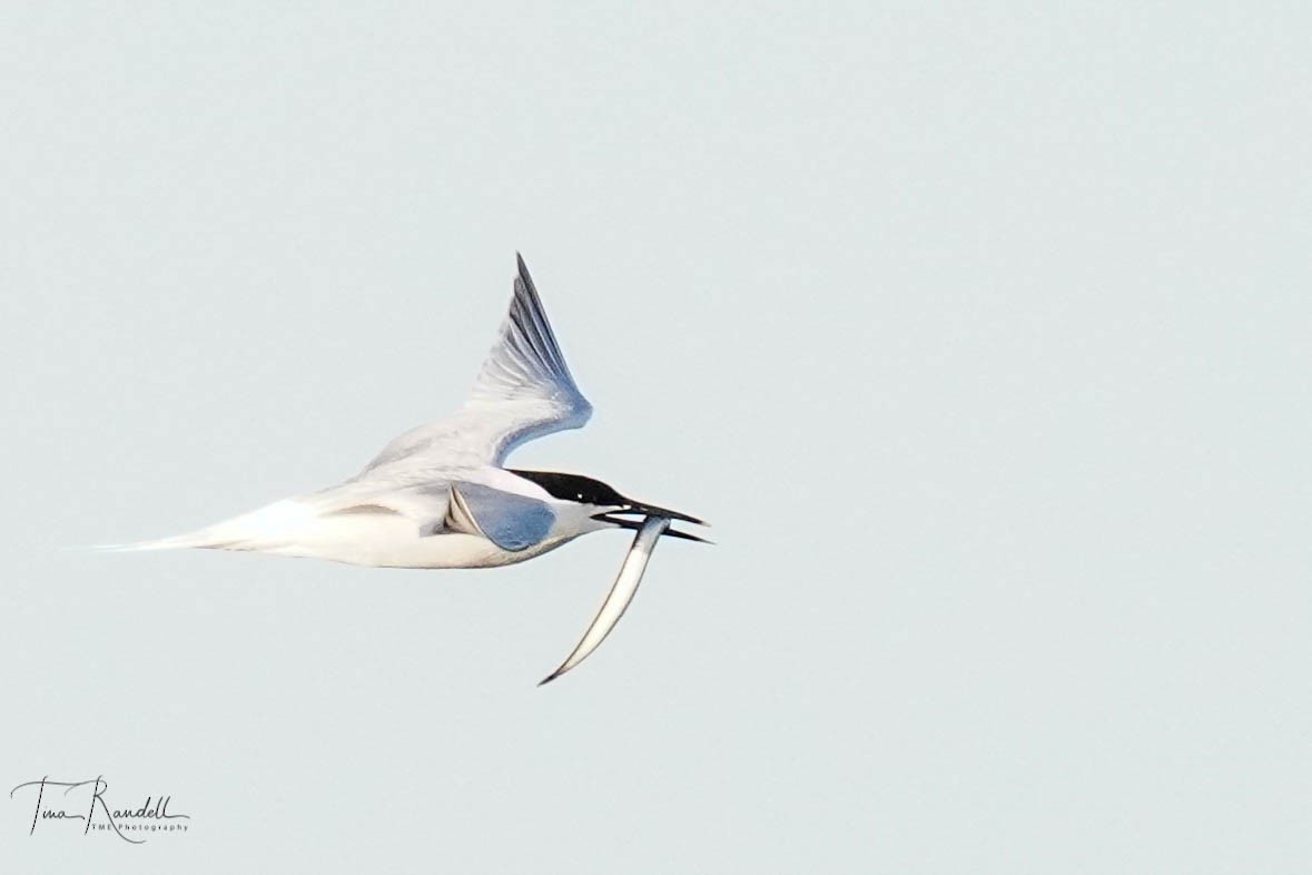 Sandwich Tern - ML595519961