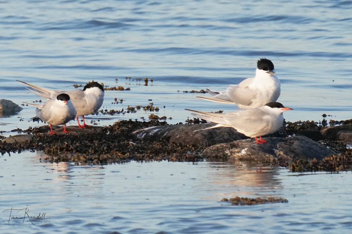 Sandwich Tern - ML595519971