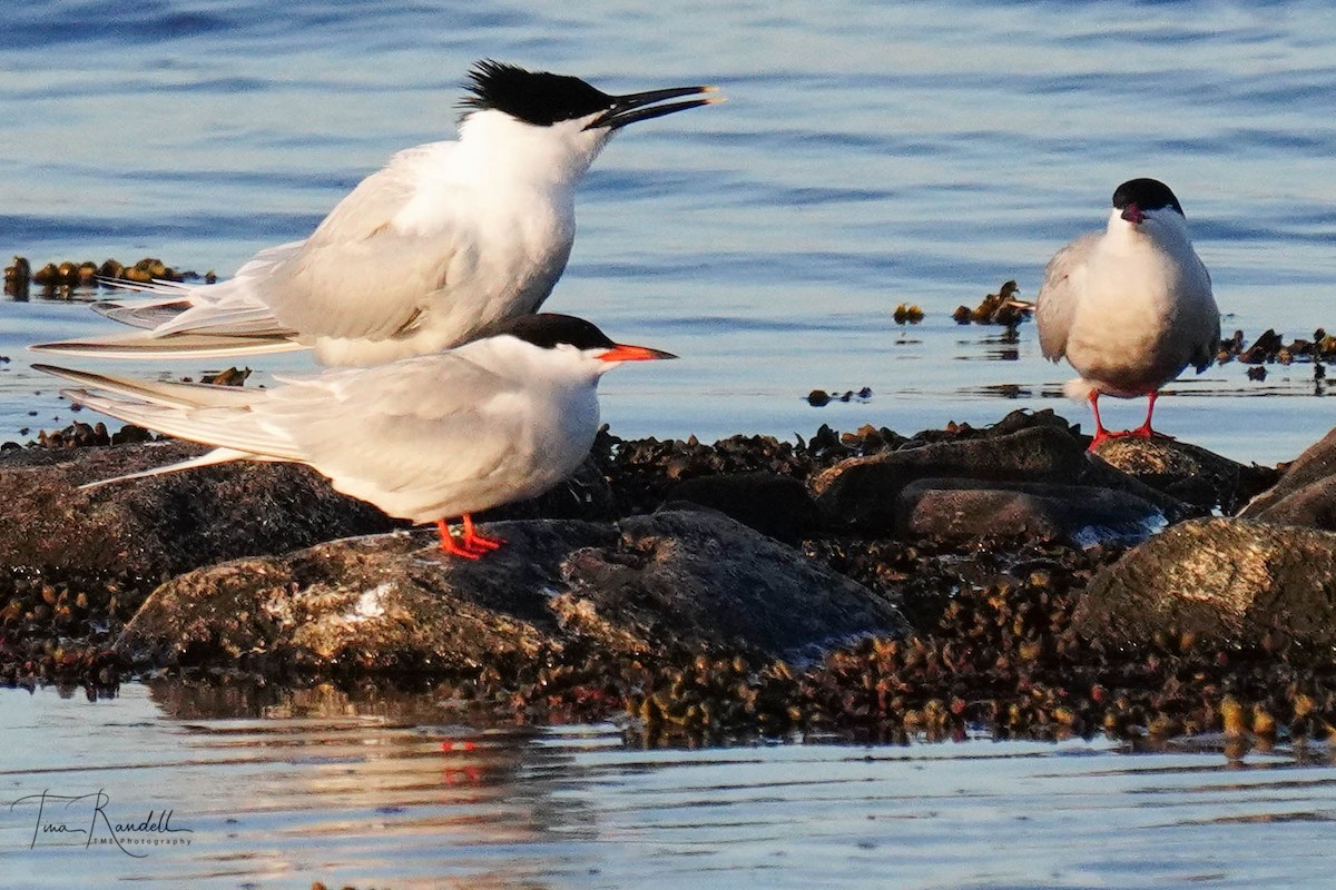 Sandwich Tern - ML595519981