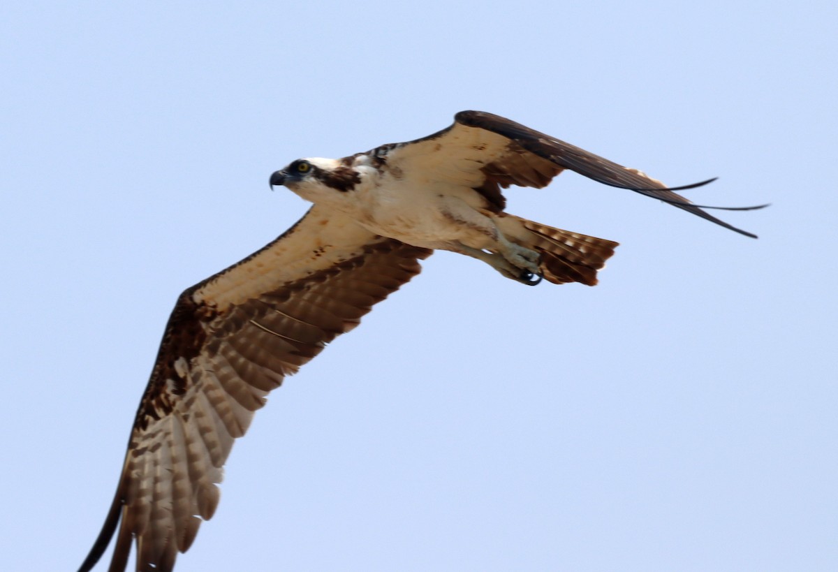 Osprey - ML595520001