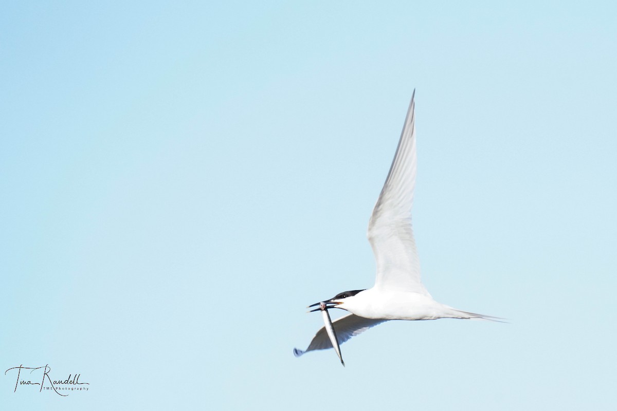 Sandwich Tern - ML595520061