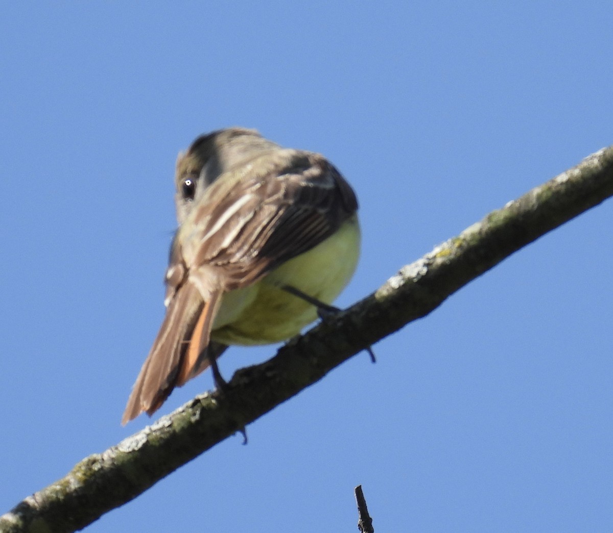 Great Crested Flycatcher - ML595520241