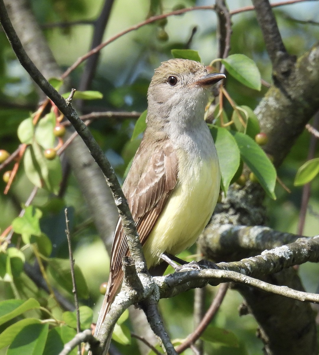 Great Crested Flycatcher - ML595520251