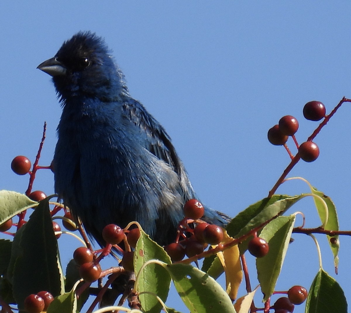 Indigo Bunting - ML595520461