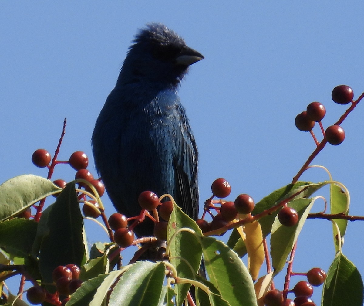 Indigo Bunting - ML595520471