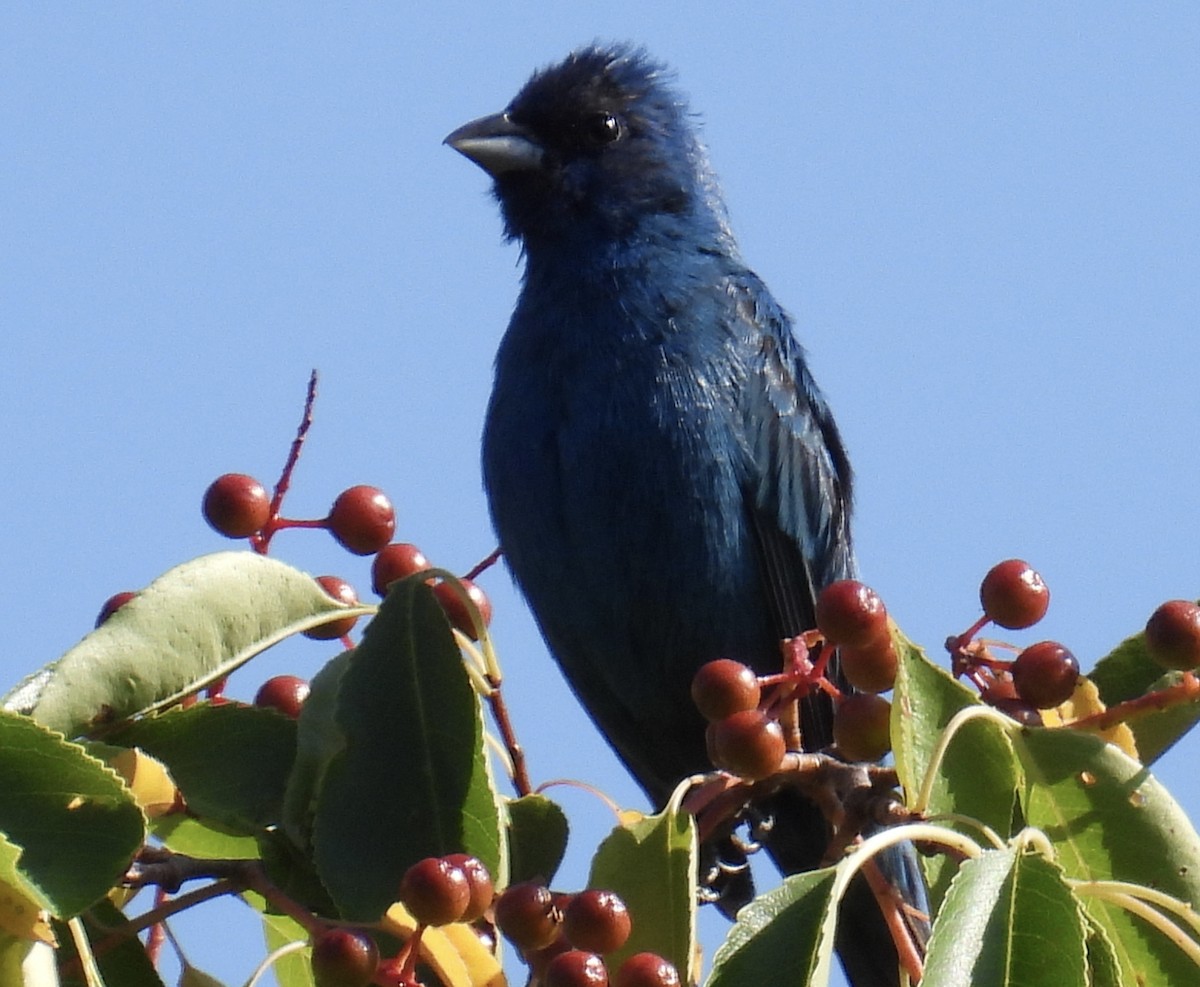 Indigo Bunting - ML595520481