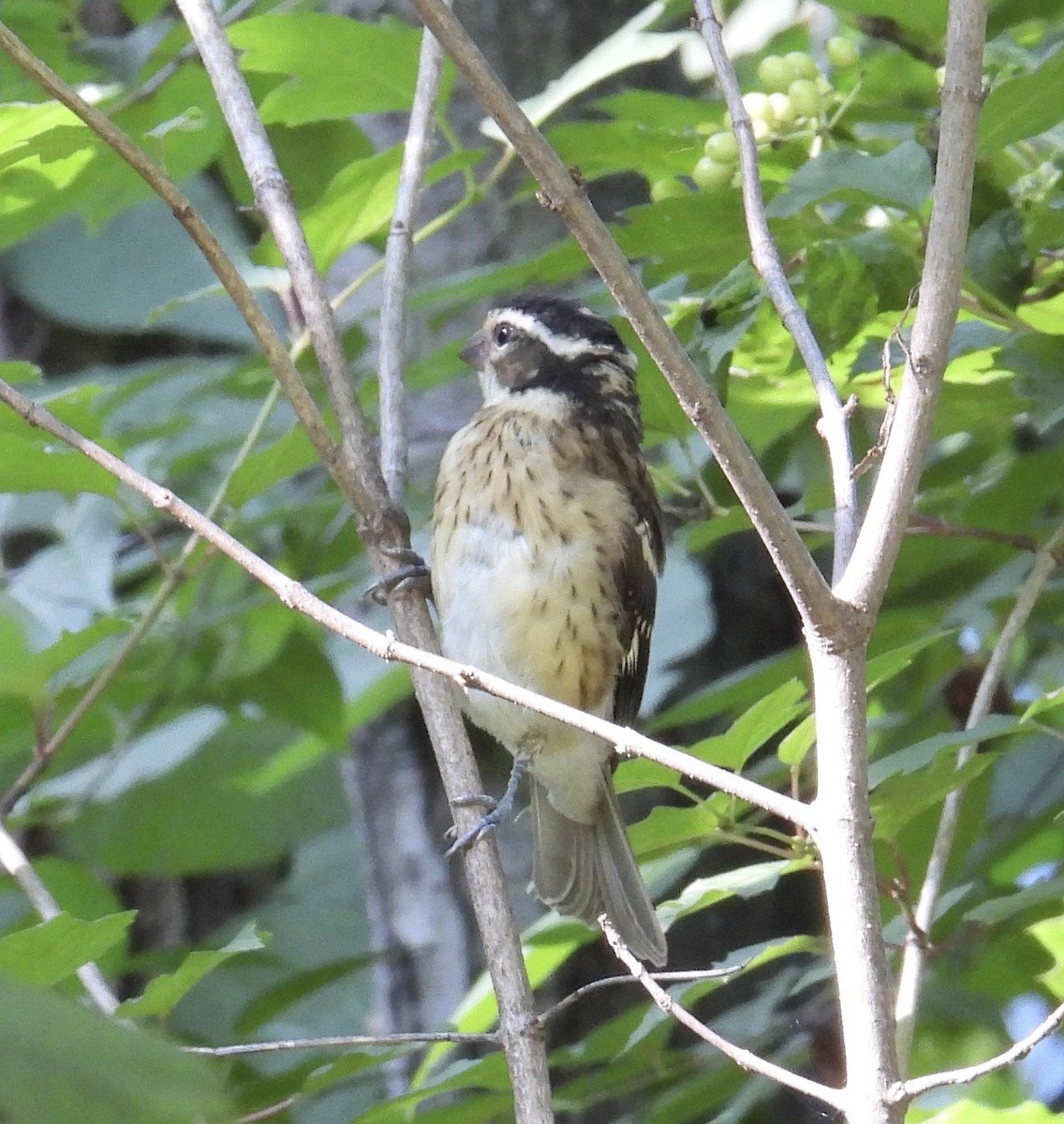 Rose-breasted Grosbeak - ML595520661