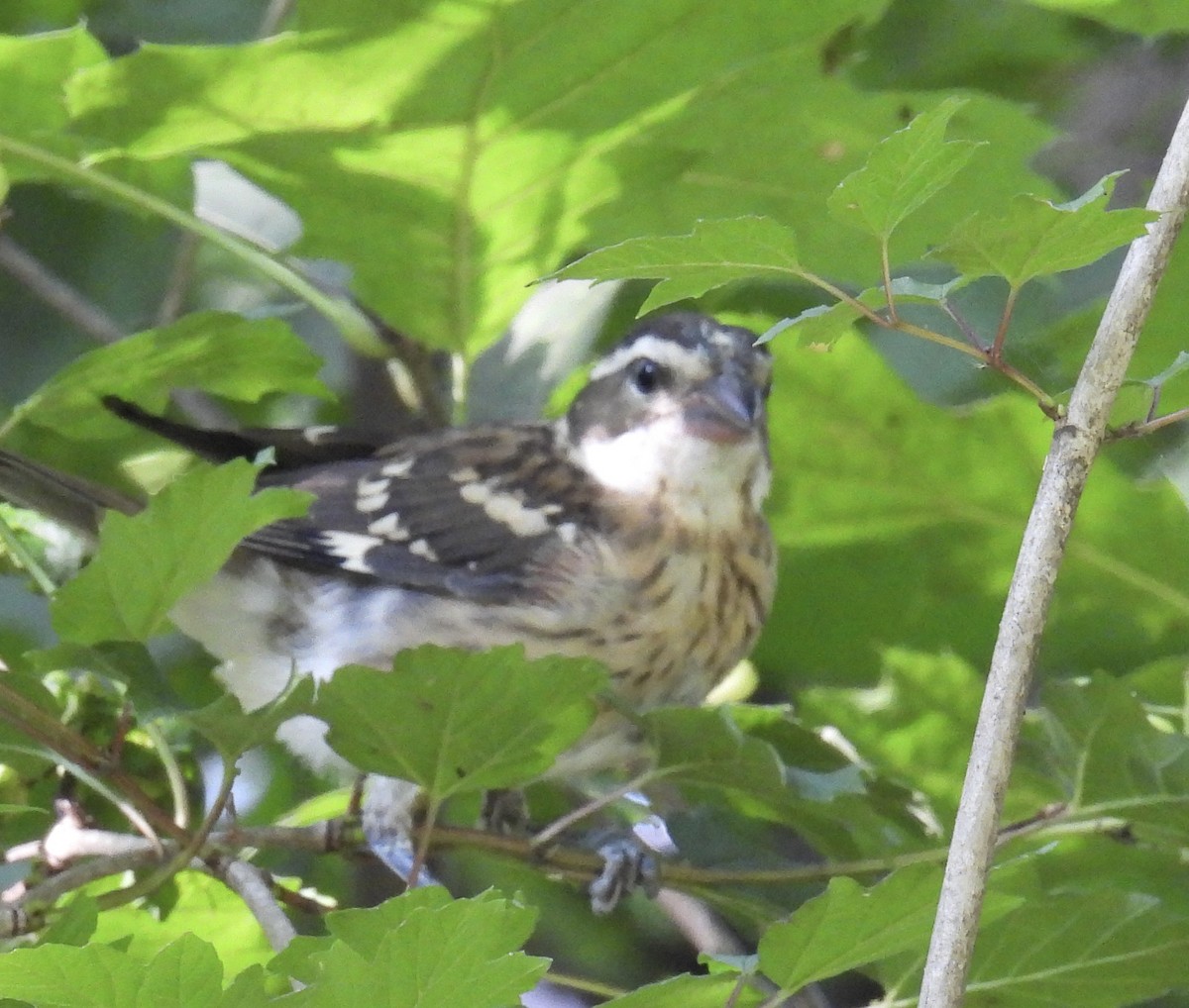 Rose-breasted Grosbeak - ML595520671