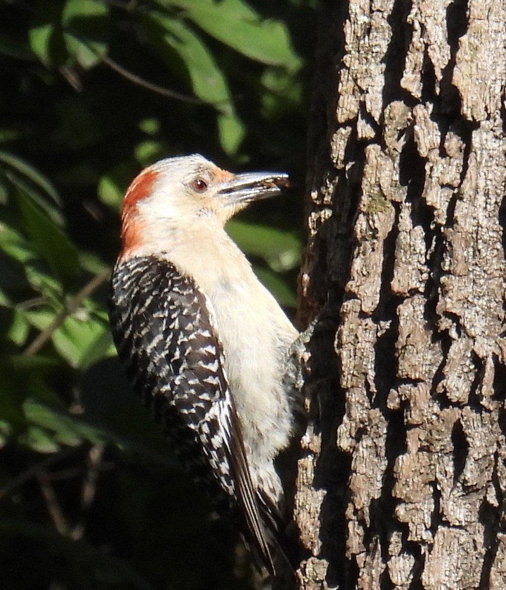 Red-bellied Woodpecker - ML595520901