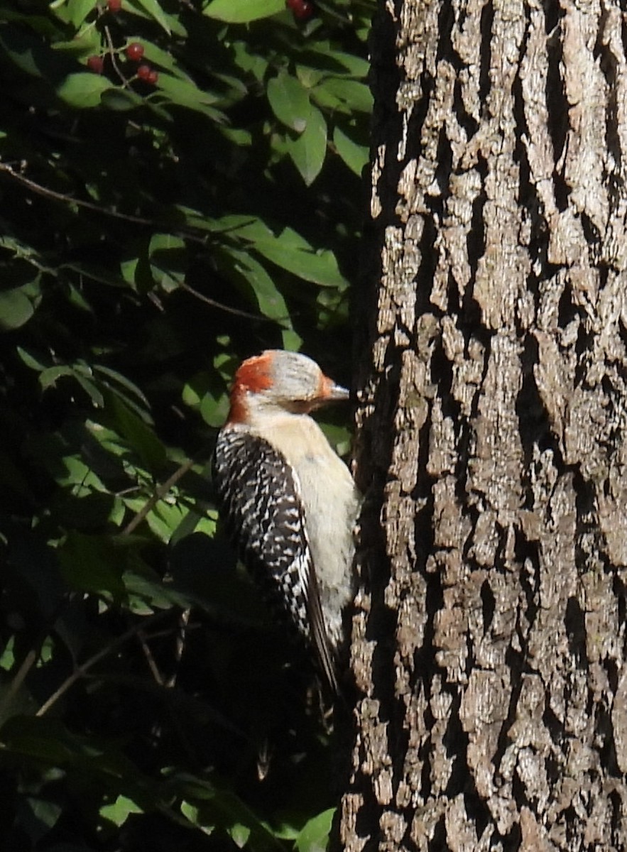 Red-bellied Woodpecker - ML595520911