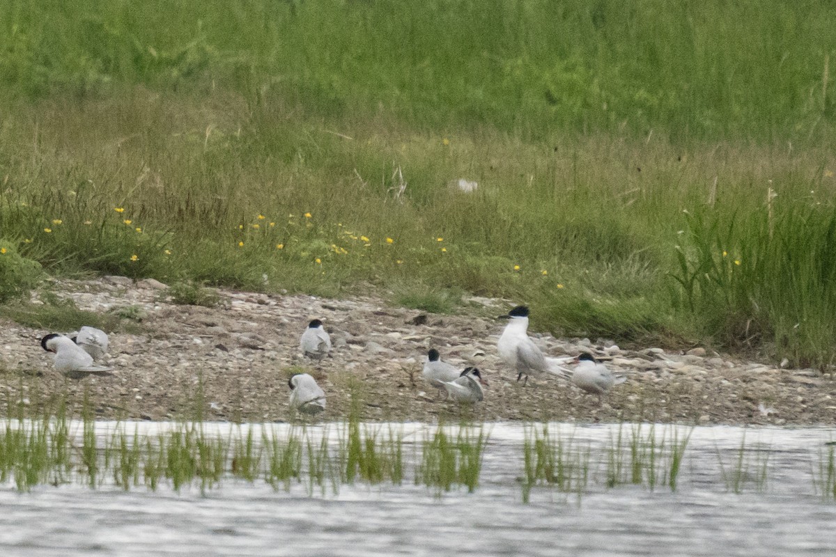 Sandwich Tern - Tina Randell 🐦