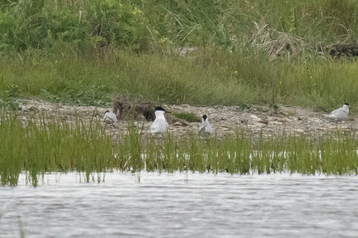 Sandwich Tern - ML595521391