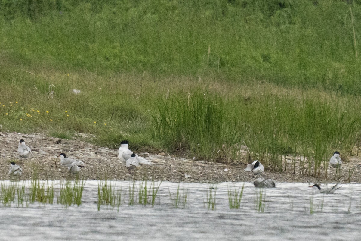 Sandwich Tern - Tina Randell 🐦