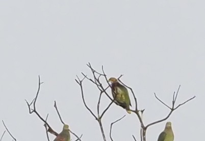 Ornate Fruit-Dove - ML595521641