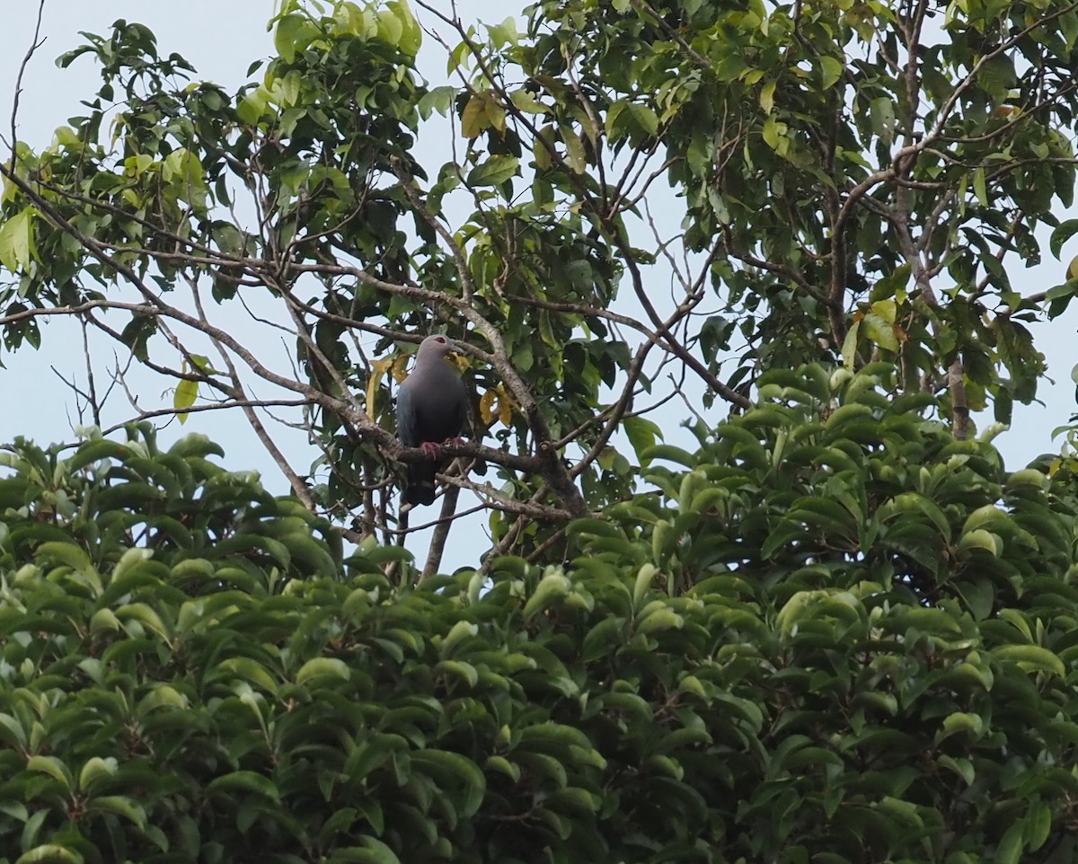 holub stromový - ML595522911