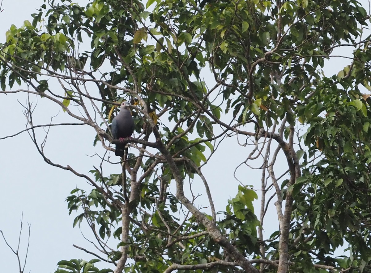 holub stromový - ML595522971