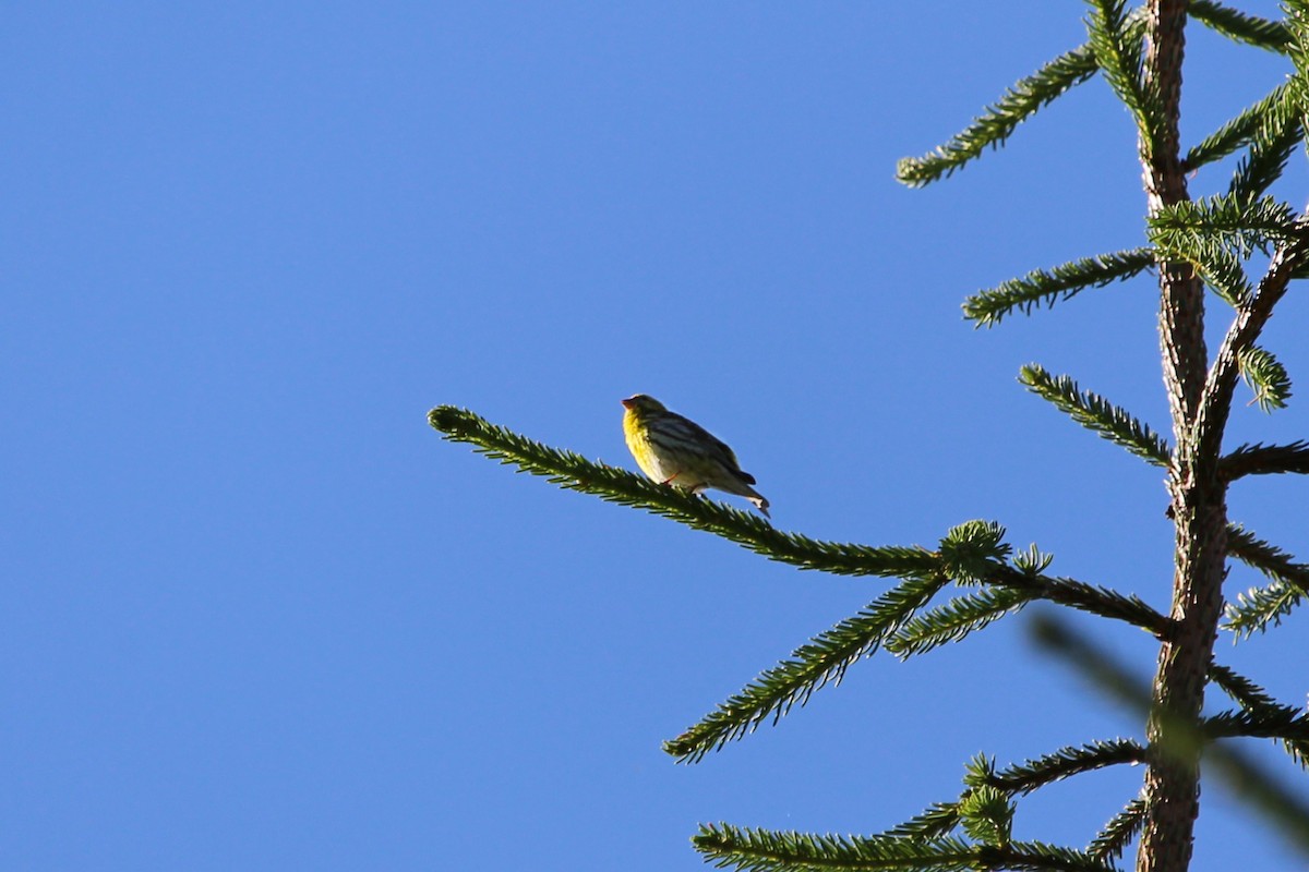 European Serin - Klervi Choulette