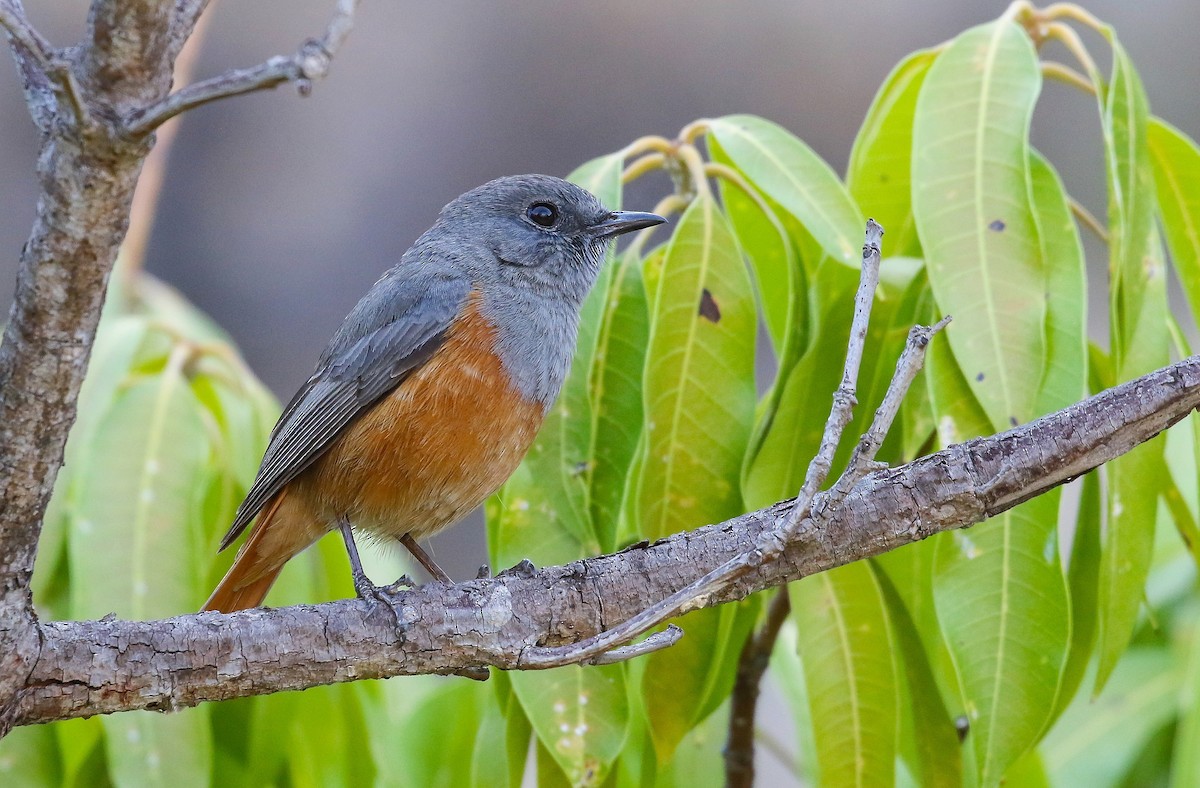 Forest Rock-Thrush - Carlos Sanchez