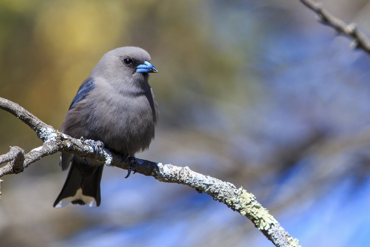 Dusky Woodswallow - ML595523151