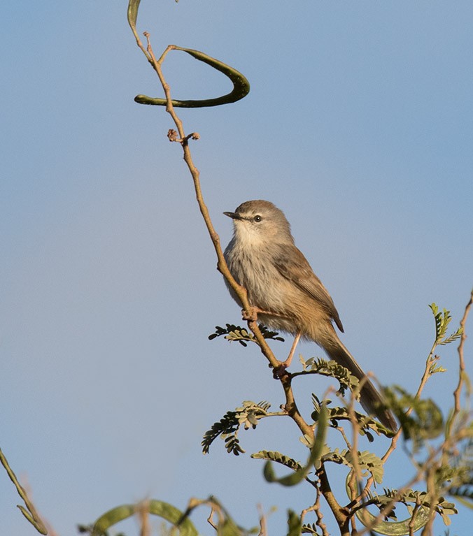 Apalis namaqua - ML59552431