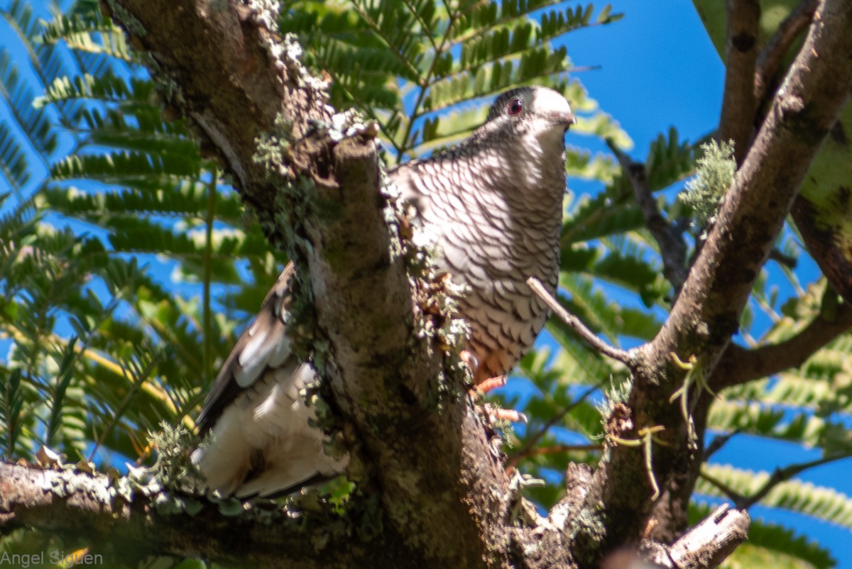 Scaled Dove - ML595524491