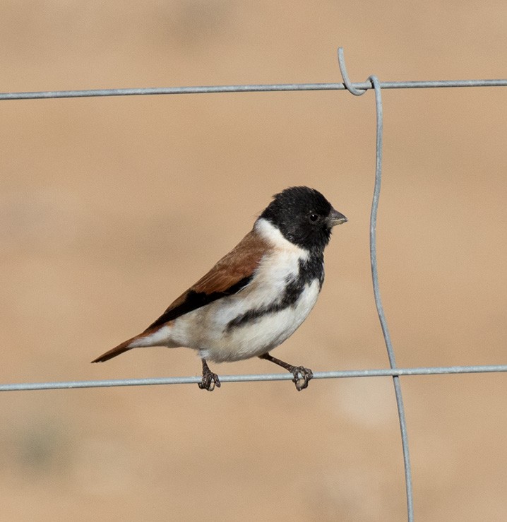 Black-headed Canary (Black-headed) - Bruce Ward-Smith