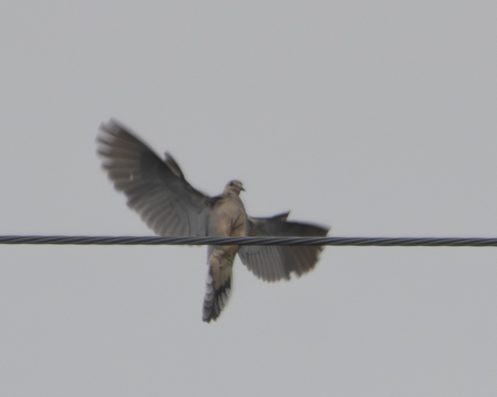 Mourning Dove - ML595525061