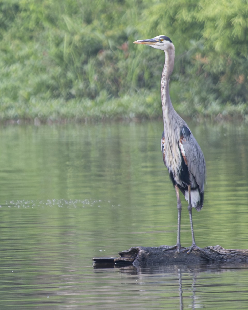 Great Blue Heron - ML595525091