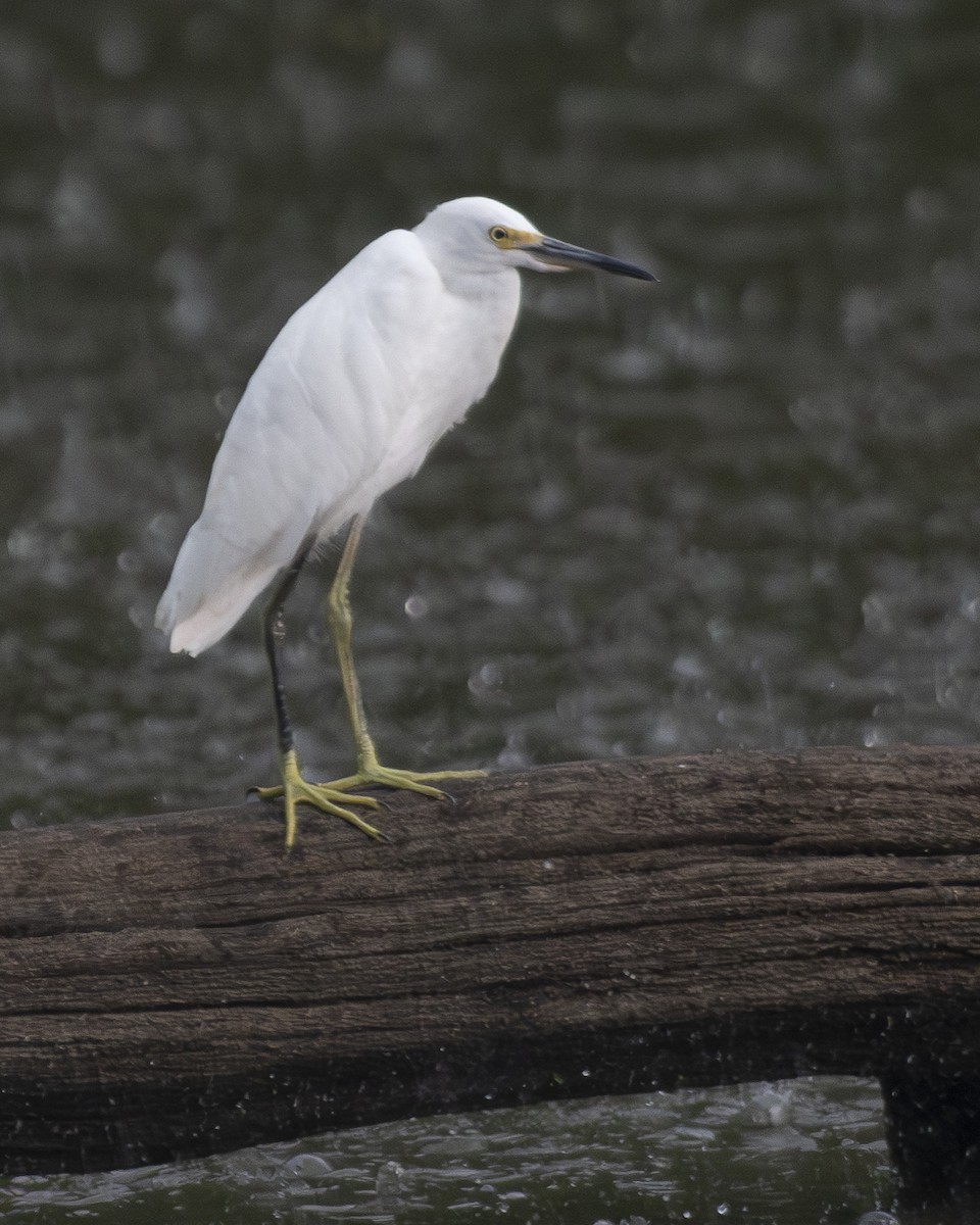 Snowy Egret - ML595525151