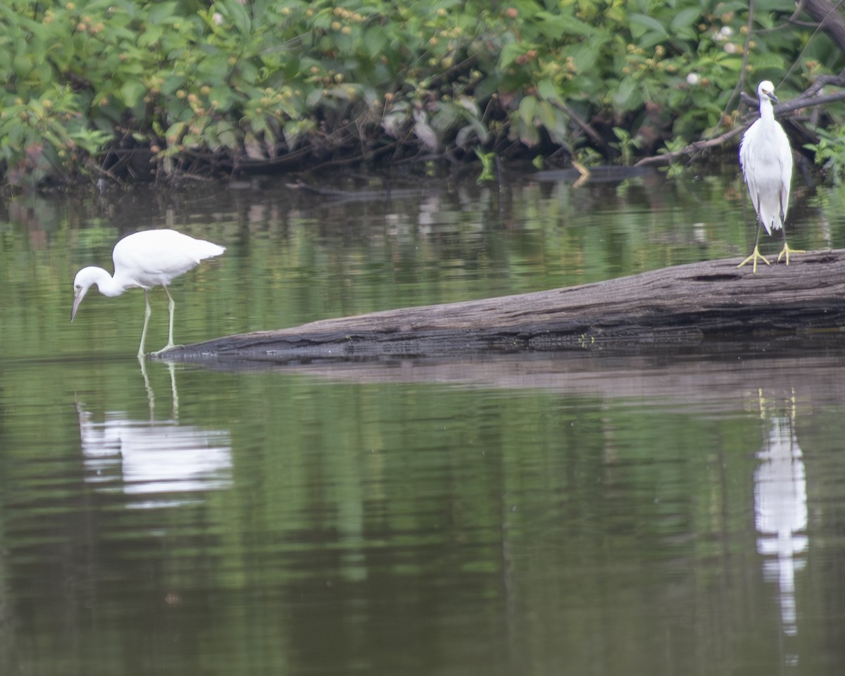 Snowy Egret - ML595525161