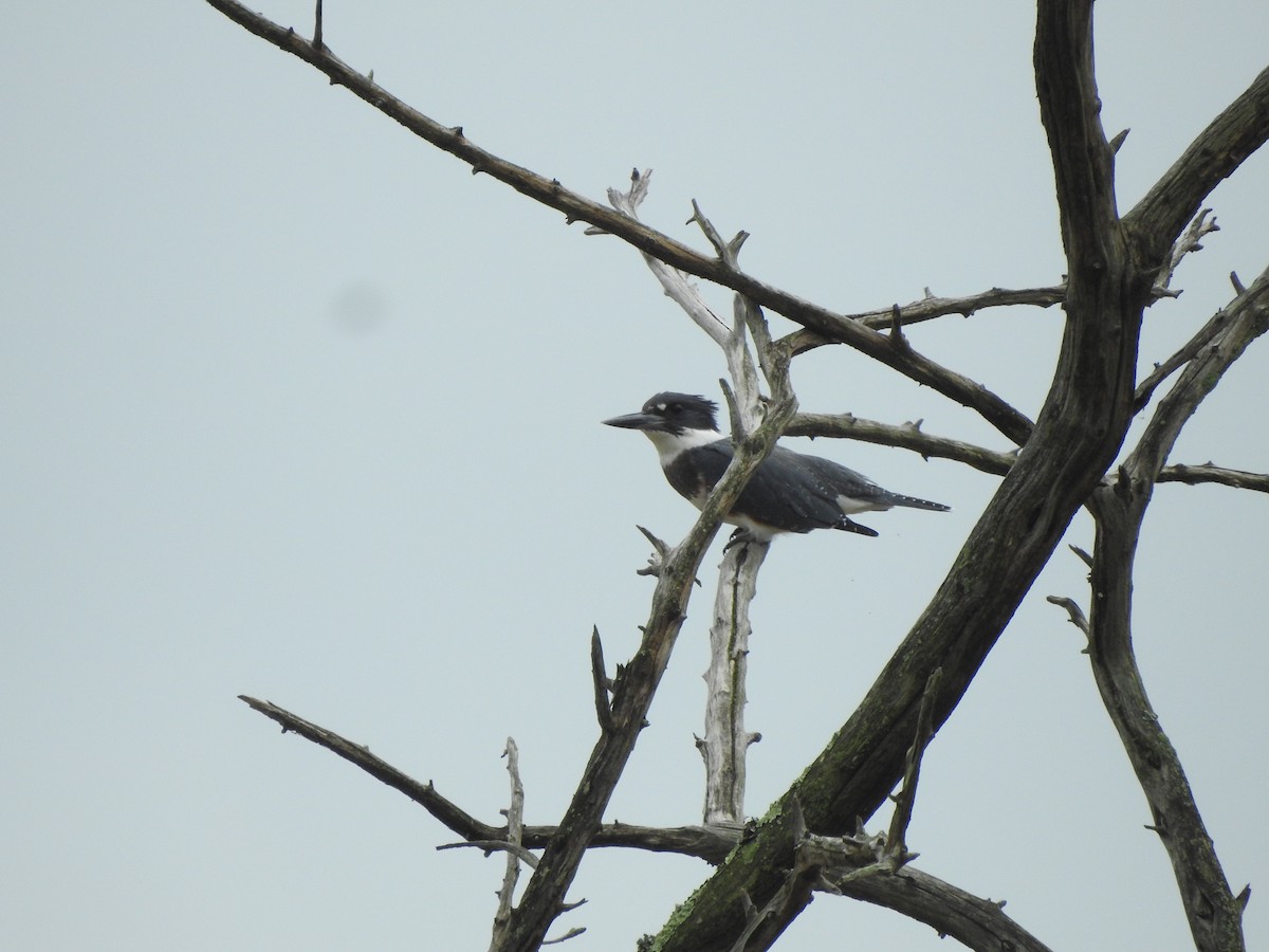Belted Kingfisher - ML595525601