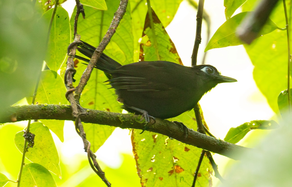 Panamáameisenvogel - ML595526231