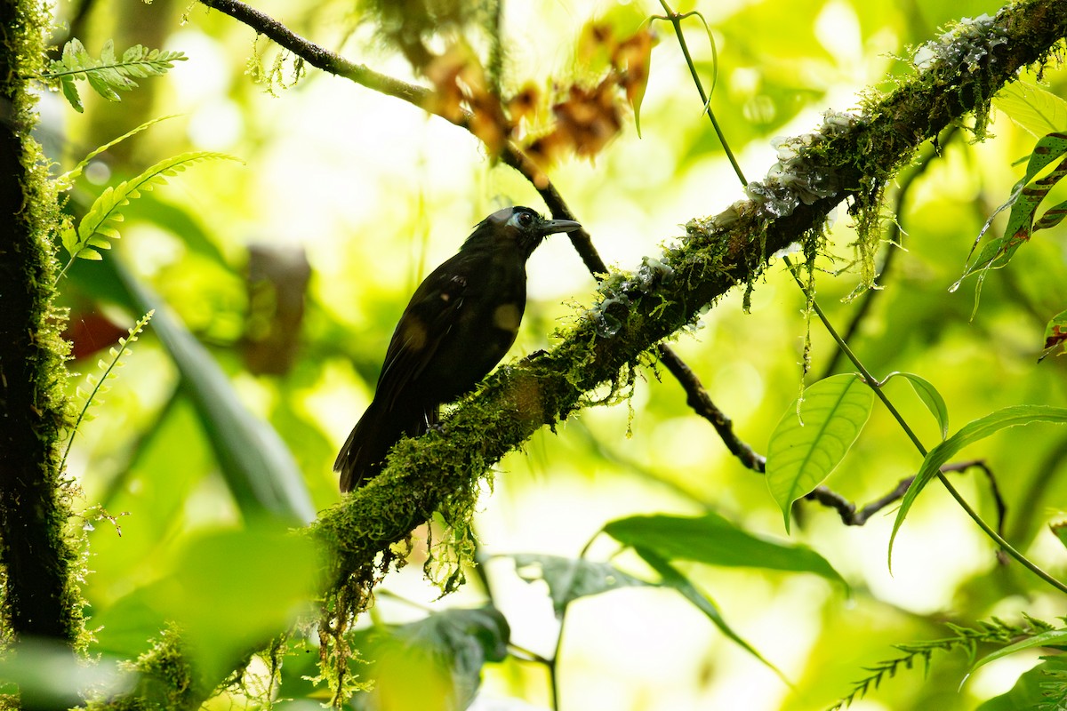Panamáameisenvogel - ML595526241