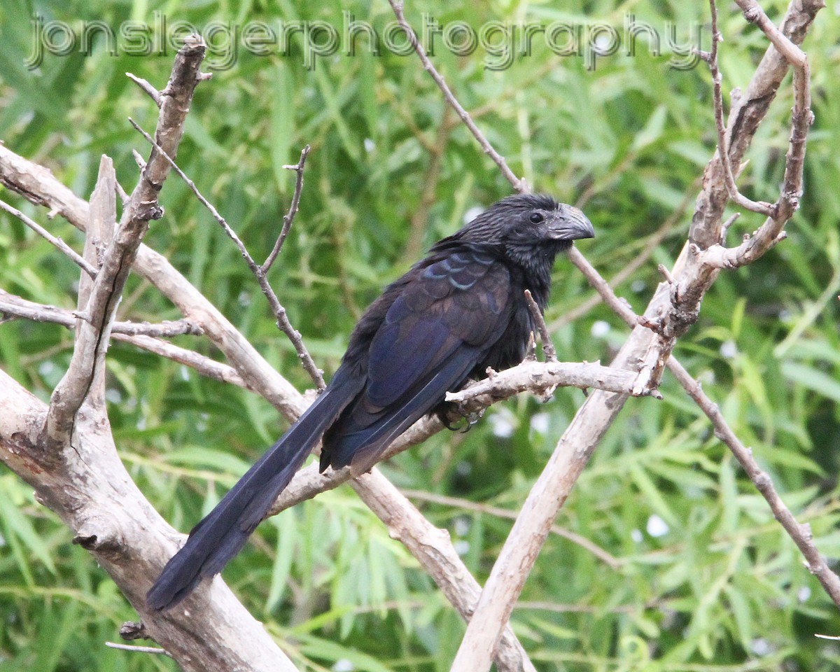 Groove-billed Ani - ML595526571