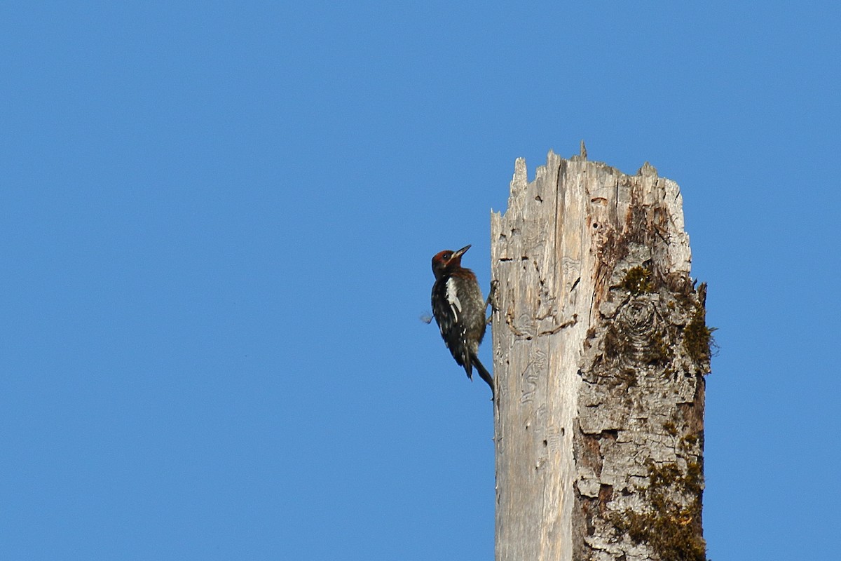 Red-breasted Sapsucker - ML595526671