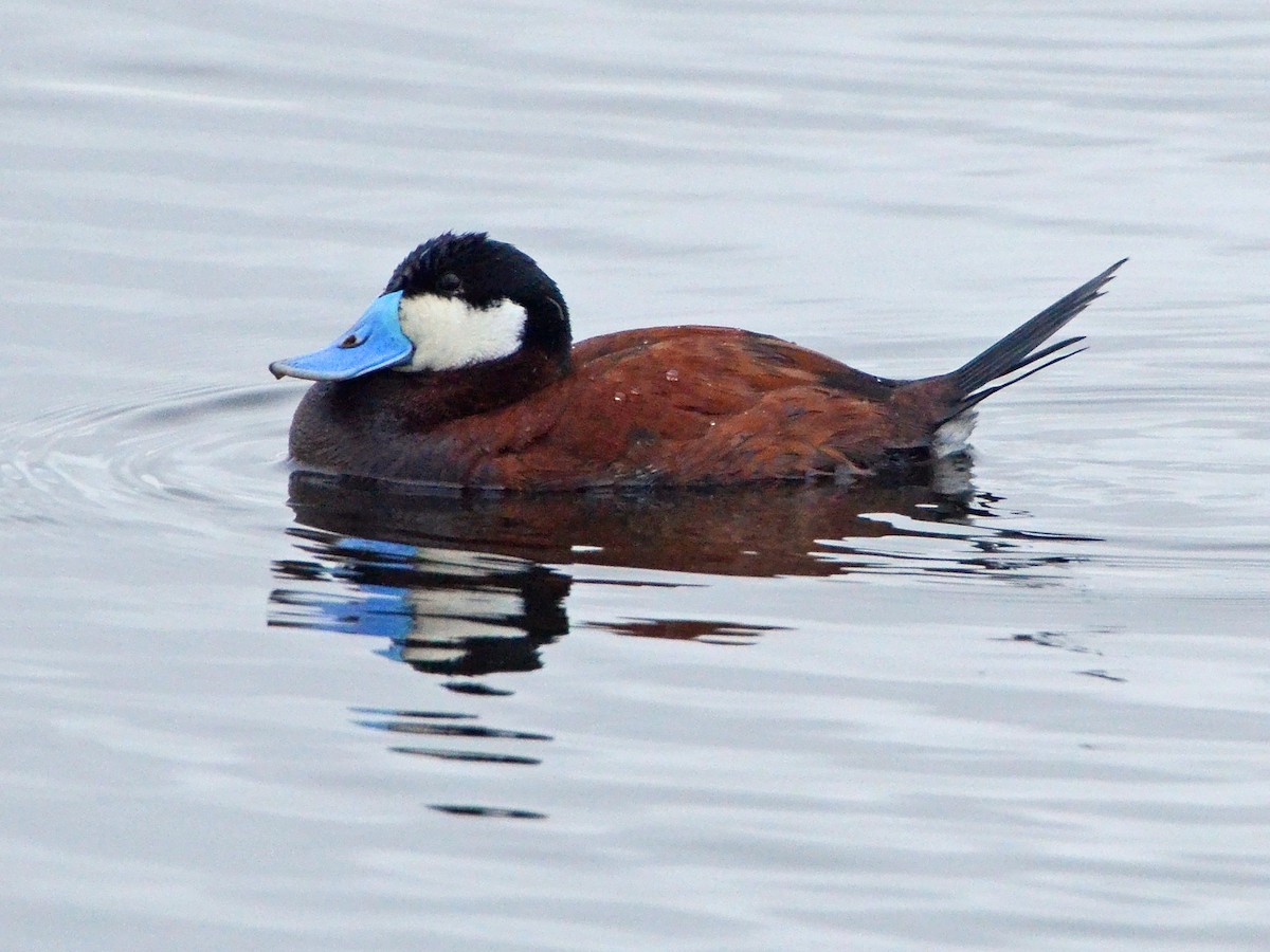 Ruddy Duck - ML595526791