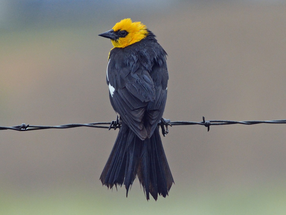 Yellow-headed Blackbird - ML595527071