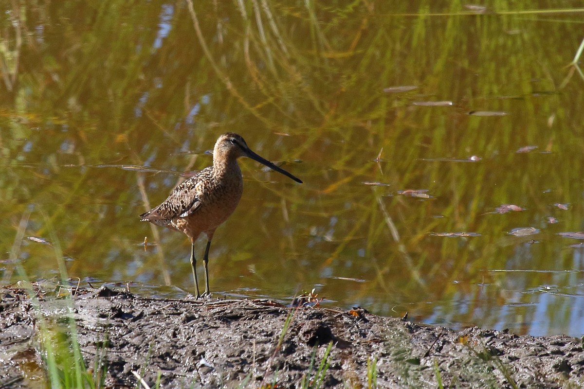 Long-billed Dowitcher - Greg Gillson