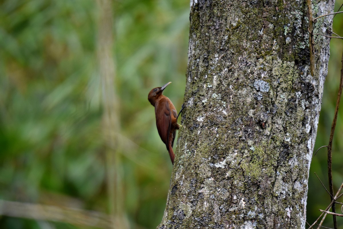 Plain-brown Woodcreeper - Jerry Davis