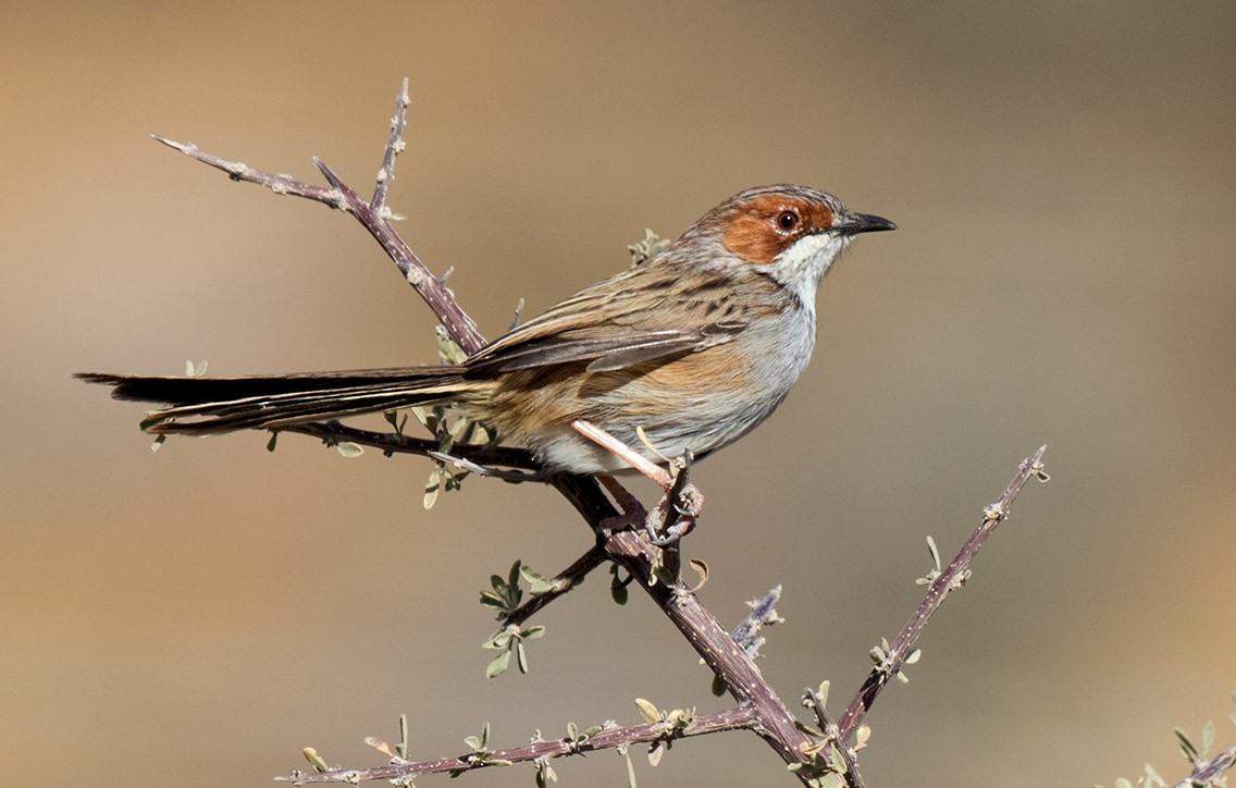 rustøreprinia - ML59552871