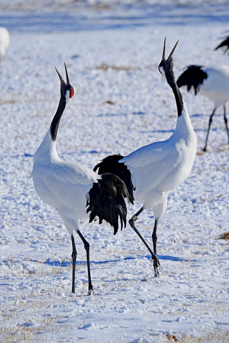 Red-crowned Crane - ML595531911