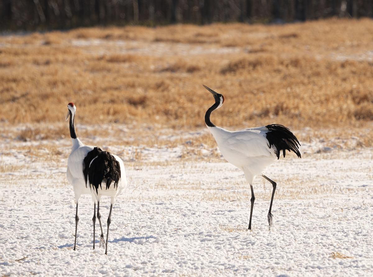 Red-crowned Crane - ML595531921