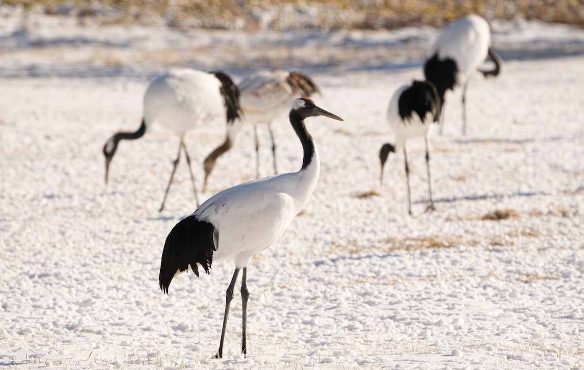 Red-crowned Crane - ML595531931