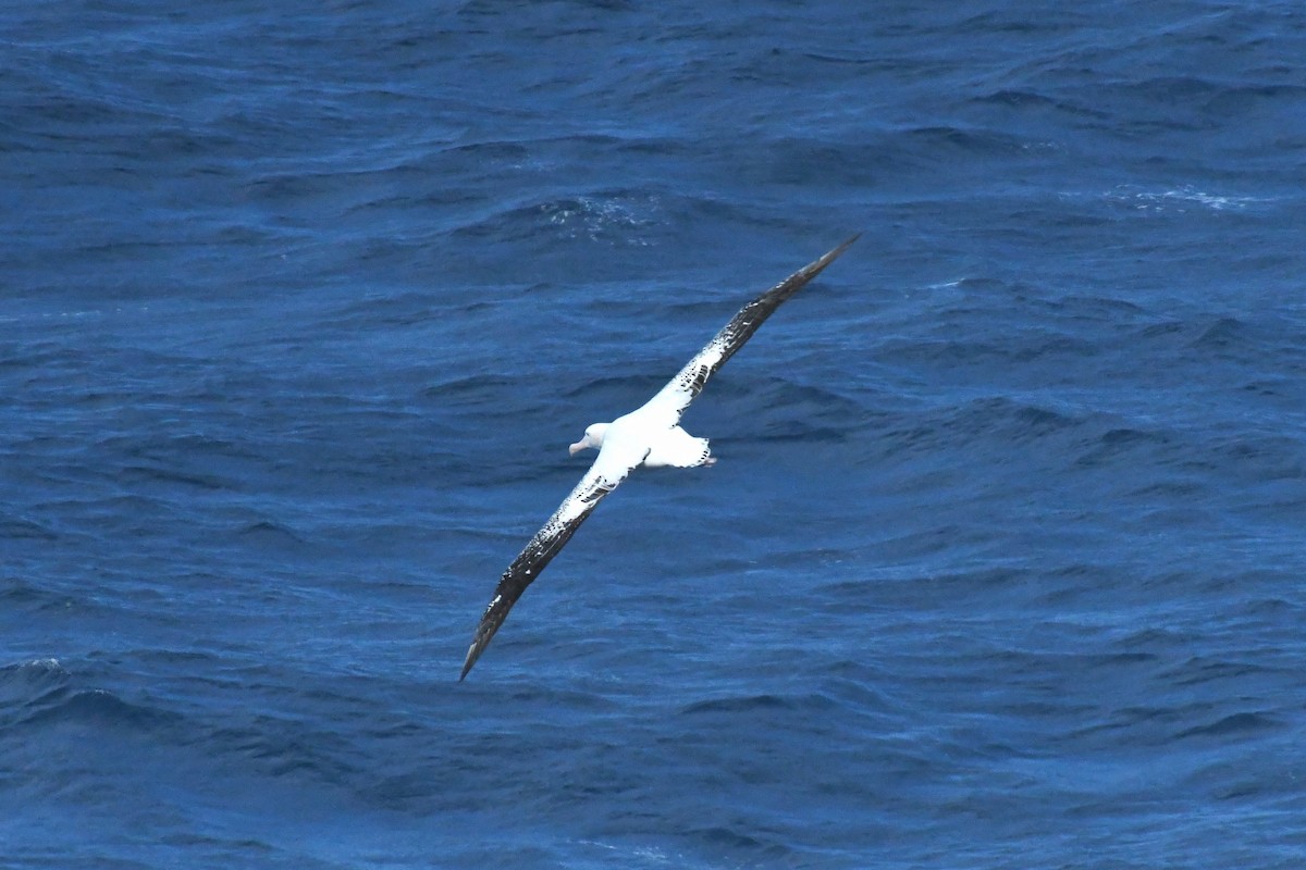 Snowy/Tristan/Antipodean Albatross - ML595532091