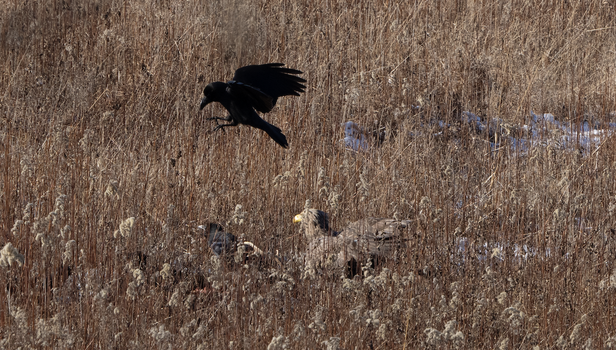 Large-billed Crow - ML595532101