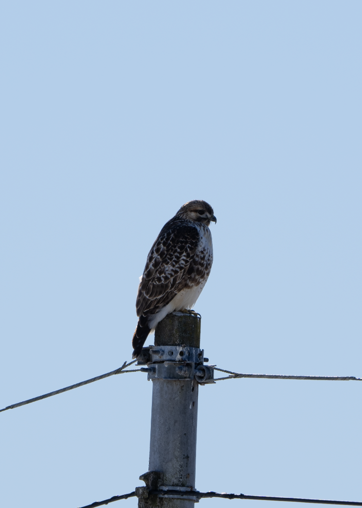 Eastern Buzzard - ML595532151