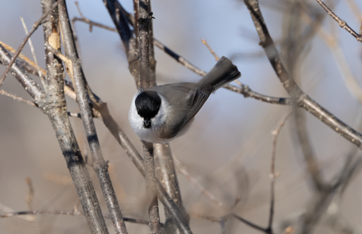 Marsh Tit - ML595532221