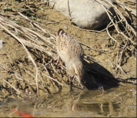 Lark-like Bunting - ML595533421