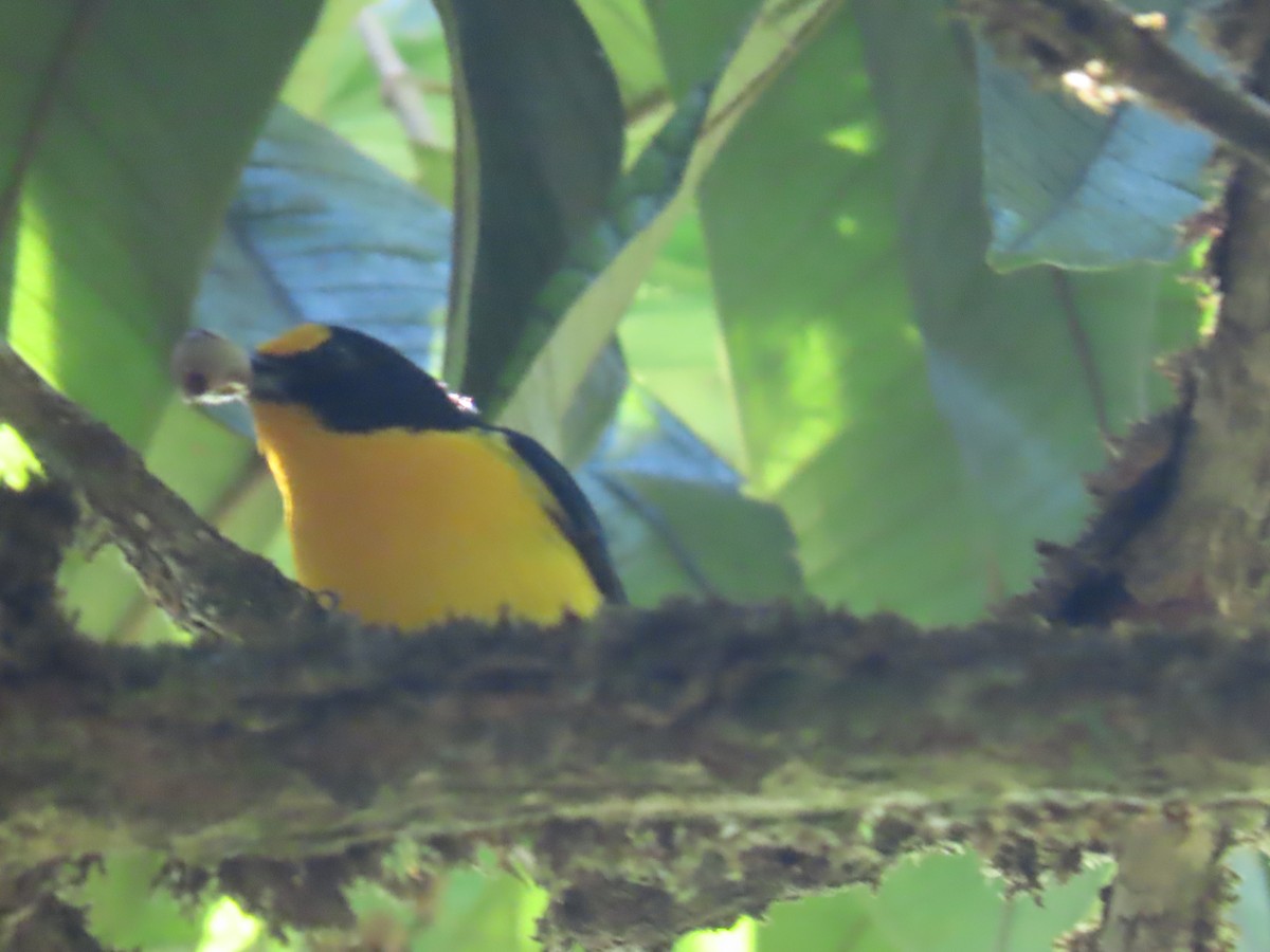 Violaceous Euphonia - Katherine Holland